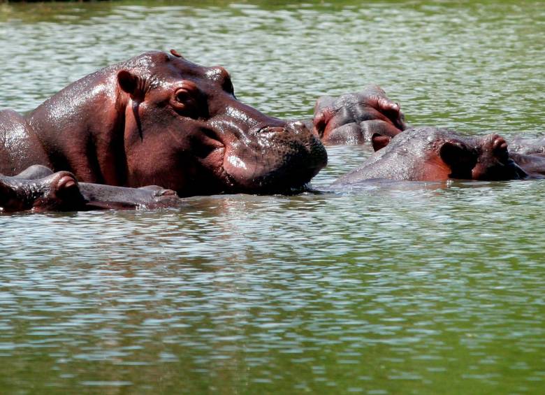 En marzo de 2022 el Ministerio de Ambiente incluyó al hipopótamo en el listado de especies invasoras. Foto Jaime Pérez Munevar.
