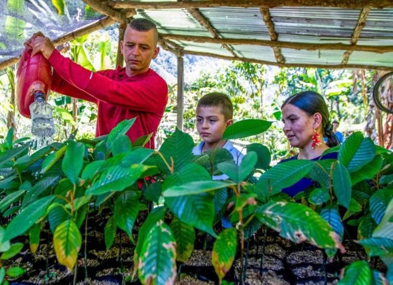 Luneida Giraldo Gallego junto a su esposo Edison Blandón Castaño y su hijo Ángel en el vivero donde buscan resembrar el arbol melcocho. FOTO: Julio César Herrera.