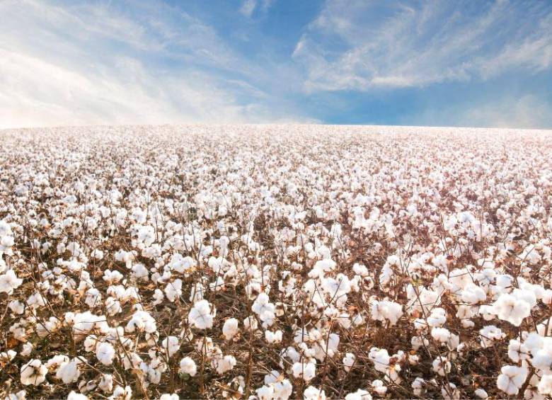 Un valor agregado para destacarse en la industria textil