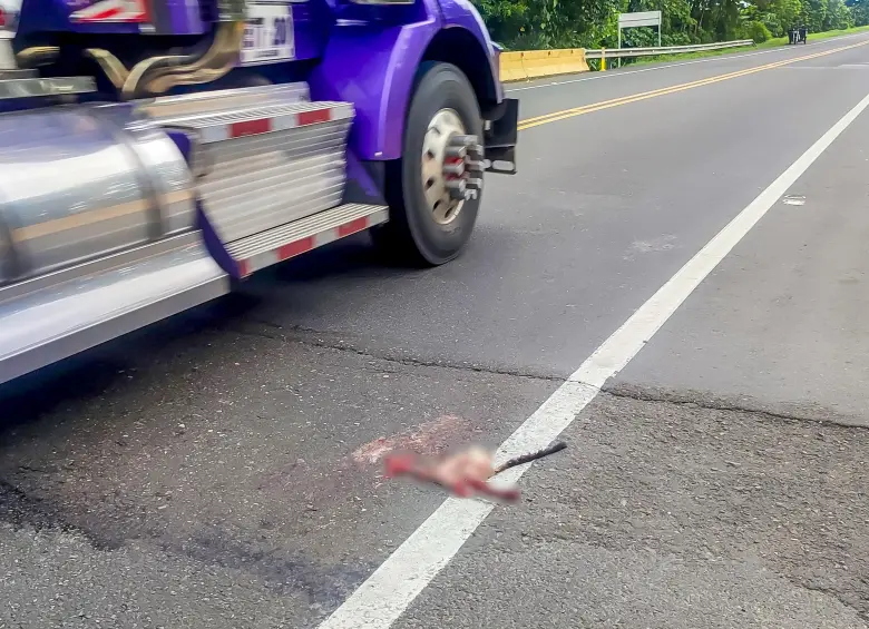 El tramo entre Mutatá y Necoclí ha sido el más crítico en atropellamiento de animales. Foto: cortesía.