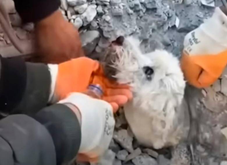 El rescate del perrito Pamuk, que sobrevivió en Turquía, le dio la vuelta al mundo, pues fue grabado en directo por la prensa. FOTO cortesía