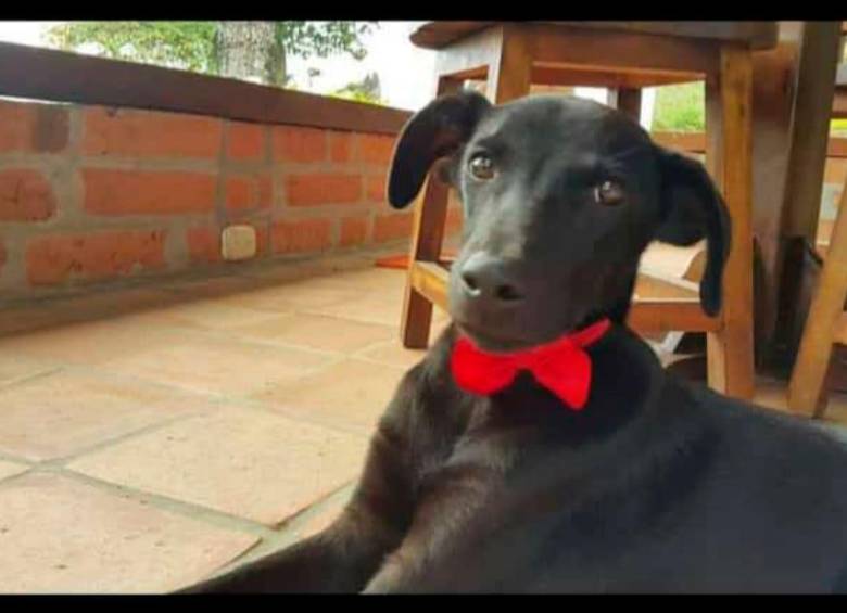 Tony era un cachorro de raza criolla que frecuentaba una escuela en zona rural de Jericó. FOTO CORTESÍA.