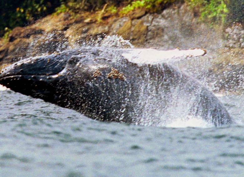 Todos los años, entre los meses de julio y octubre, las ballenas jorobadas llegan a las costas del Pacífico colombiano para desarrollar su etapa reproductiva que comprende la fecundación, gestación y nacimiento de los ballenatos. Foto El Colombiano.