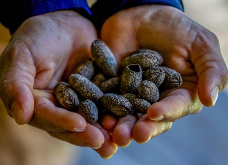 Así se ven las semillas del árbol melcocho con las que buscan repoblar la especie en el cañón de El Melcocho. FOTO: Julio Herrera.