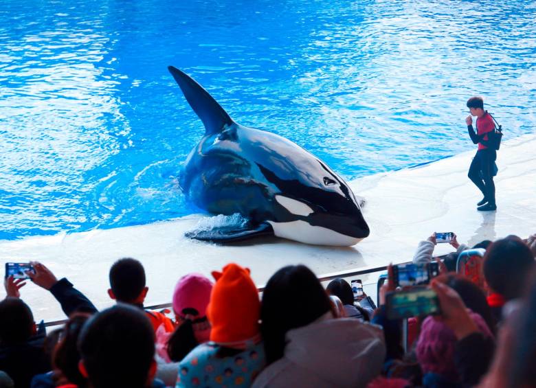 La orca Lolita estuvo confinada en una piscina de unos 18 metros de longitud y una profundidad máxima de 6 metros. FOTO Getty