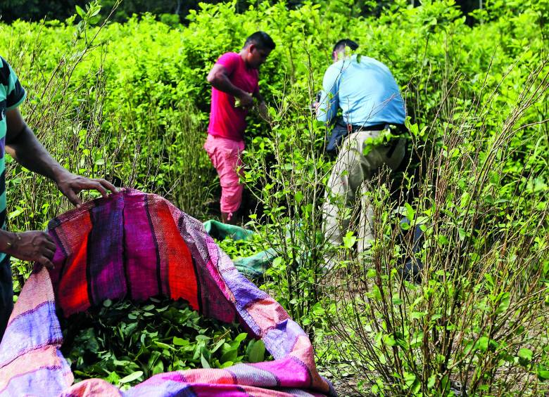 En Antioquia, los municipios con más cultivos de uso ilícito son Valdivia, Tarazá, Anorí, Cáceres e Ituango. Los cinco agrupan el 77% de toda la coca cultivada acá. FOTO Manuel Saldarriaga. 