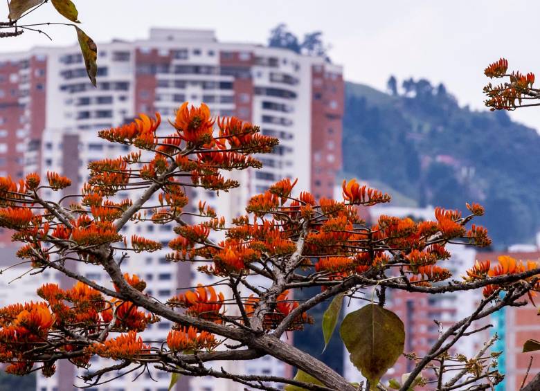Estos árboles son especies nativas de nuestra flora y adornan no solo los sitios urbanos donde han sido sembrados, sino nuestros bosques, donde crecen silvestres. Foto: Jaime Pérez