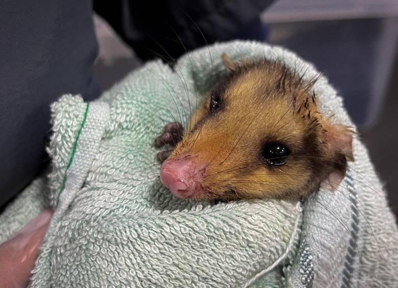 Una de las crías de zarigüeya que se vio afectada por la quema de pólvora en el Valle de Aburrá. FOTO Cortesía Área Metropolitana. 