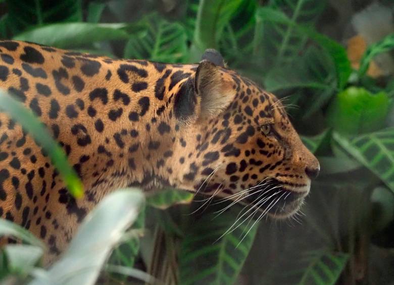 Una de las hembras de jaguar en el Parque de la Conservación. FOTO Cortesía Parque de la Conservación