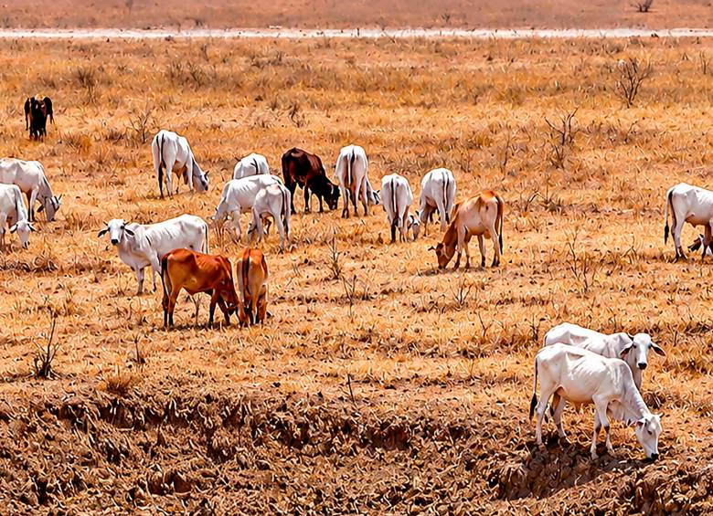 Fedegán ha reportado la muerte de 19.030 animales, con pérdidas estimadas en $52.238 millones. Foto: Julio Herrera