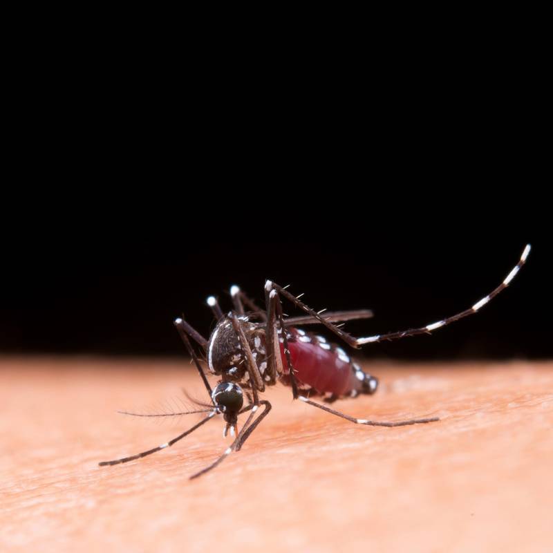 Los mosquitos pueden trasmitir diversas enfermedades, entre las más comunes se encuentran, el dengue, el Zika, el chikungunya, la fiebre amarilla, la malaria y el virus del Nilo Occidental. Imagen, tomada de Freepik.