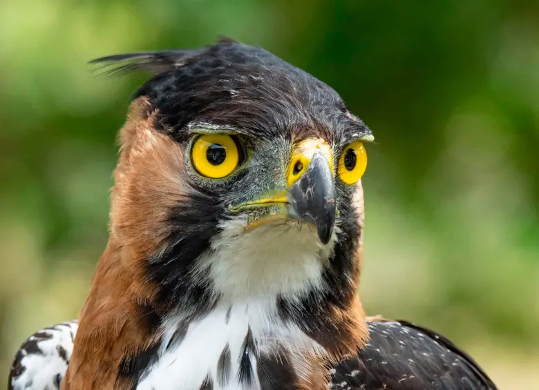 Esta es un águila crestada real, especie de la cual fue encontrado un nido en el nordeste antioqueño. FOTO: Cortesía Proyecto Grandes Rapaces