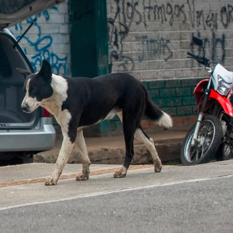  De ser aprobado este proyecto, el Soat cubriría gastos médicos, quirúrgicos, farmacéuticos y hospitalarios de los animales. FOTO Julio César Herrera.