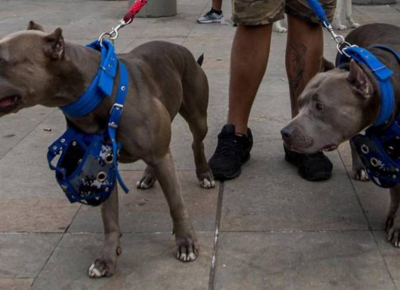 Perros de raza Pitbull. FOTO: EL COLOMBIANO