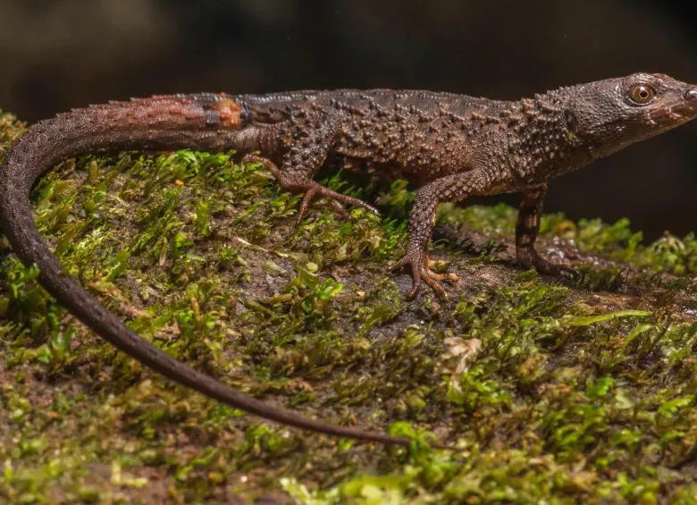 Echinosaura embera, el nuevo lagarto semiacuático descrito en Colombia, habita en los bosques húmedos del Chocó y Panamá. FOTO: Cortesía Juan Daniel Vásquez Restrepo