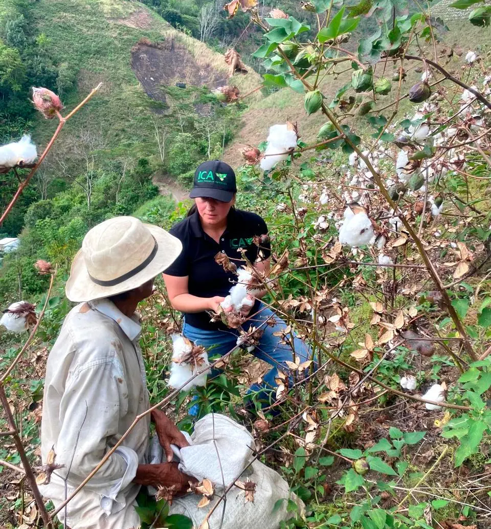 Campesinos de Uramita reactivan el cultivo de algodón en Antioquia, logrando una cosecha histórica de 20 toneladas tras décadas de abandono. FOTO cortesía ICA
