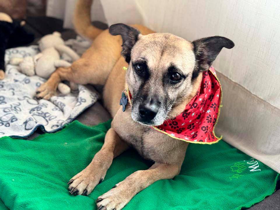 Odie era toda una institución en La Perla. Nunca tuvo suerte en las jornadas de adopción, hasta que Daniela y Juan Guillermo lo conocieron. FOTO: CORTESÍA ALCALDÍA DE MEDELLÍN