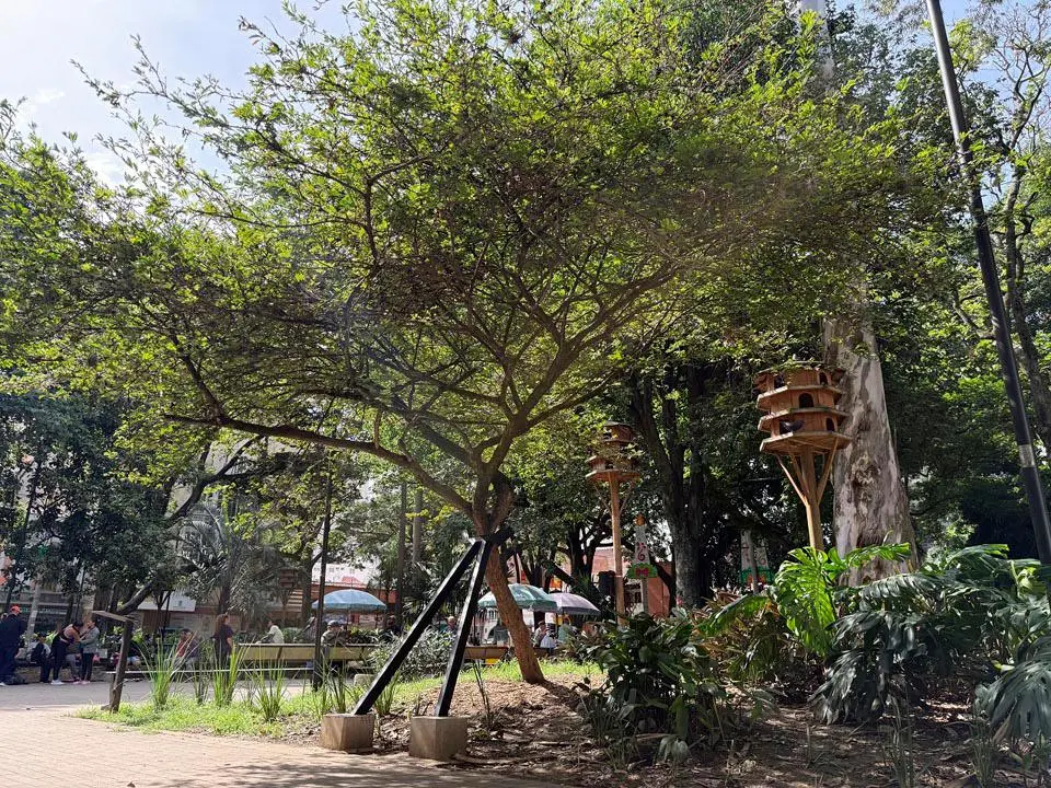 Con el abrazo de la muletica se espera que el carbonero supere una etapa crítica y se mantenga firme varios años más. FOTO: CORTESÍA ALCALDÍA DE MEDELLÍN