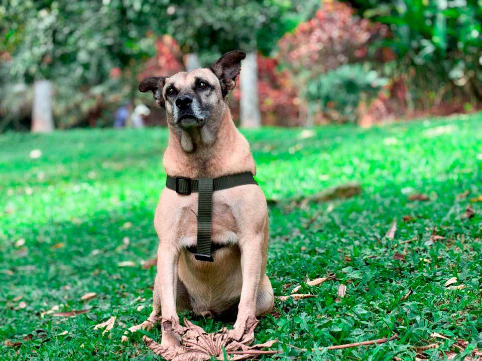 Odie fue rescatado desorientado en la vías del metro y se ha convertido en uno de los más carismáticos y tranquilos habitantes de La Perla. FOTO: CORTESÍA