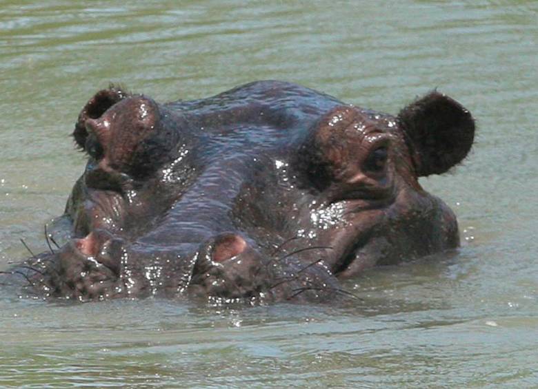 El hipopótamo es un mamífero acuático, fundamentalmente herbívoro que habita en el África subsahariana y en Puerto Triunfo. Foto: Camilo Suárez