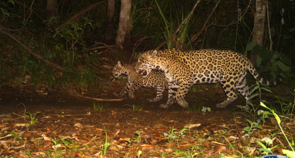 La conexión jaguar y las servidumbres sostenibles son algunos de los protectos de ISA. FOTO Cortesía