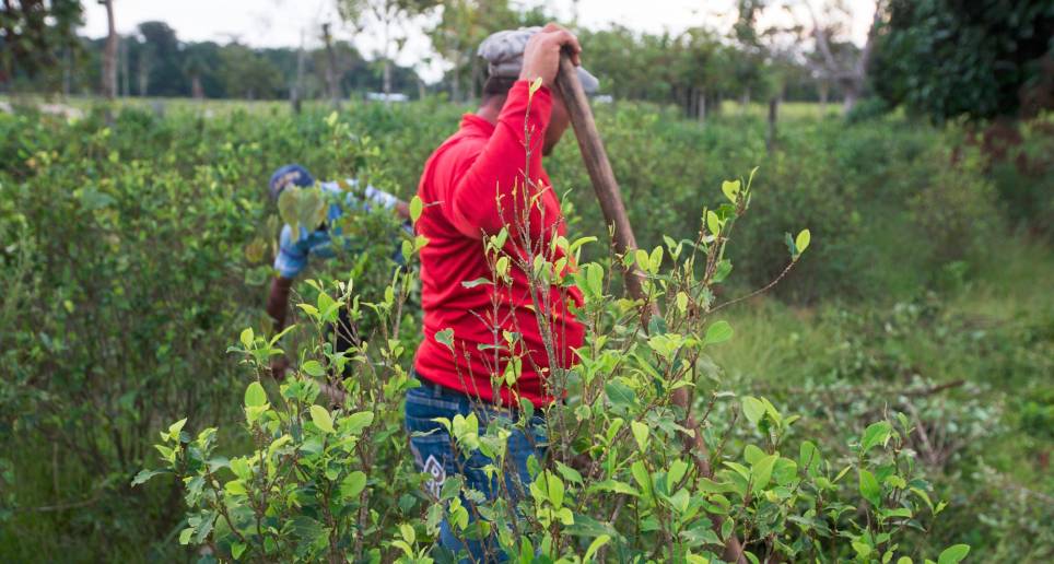 El presidente Petro le ha ordenado a las Fuerzas Armadas no erradicar pequeños cultivos de hoja de coca. FOTO eL COLOMBIANO