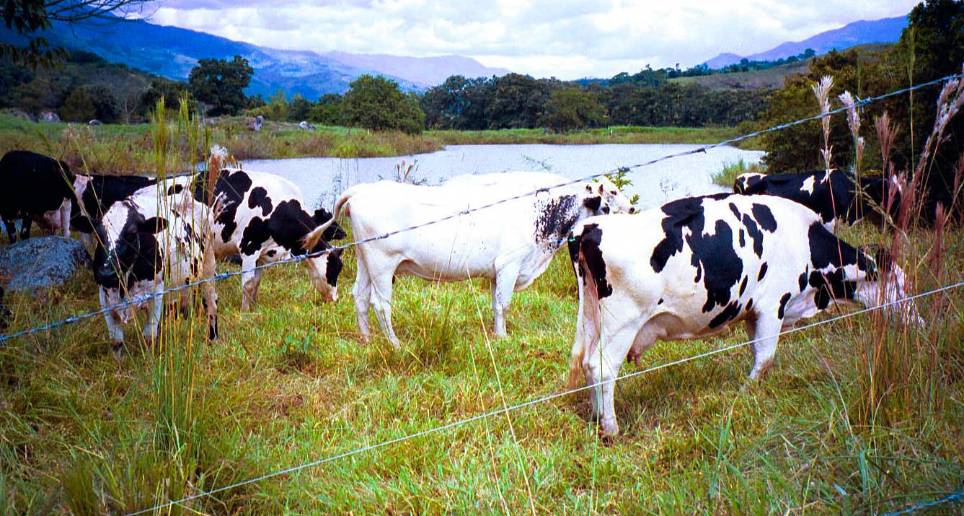 En lo corrido de este año la variación en la inflación de la leche es de 11,19%, según el Dane. FOTO archivo