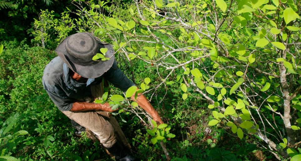 En el mundo hay 315.000 hectáreas de coca sembradas, según la ONU. FOTO: ARCHIVO.