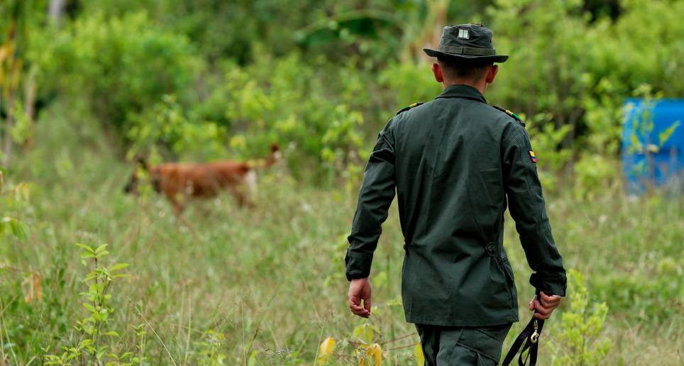 En Colombia hay 240.000 hectáreas de sembradíos de hoja de coca. FOTO COLPRENSA 