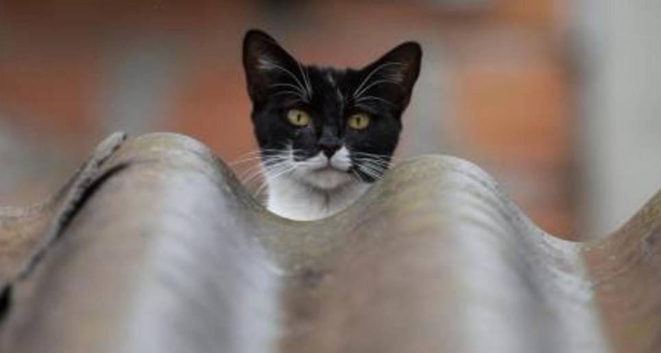 Polonia es el primer país en registrar un “gran número” de gatos infectados por la gripe aviar. FOTO: Archivo EL COLOMBIANO