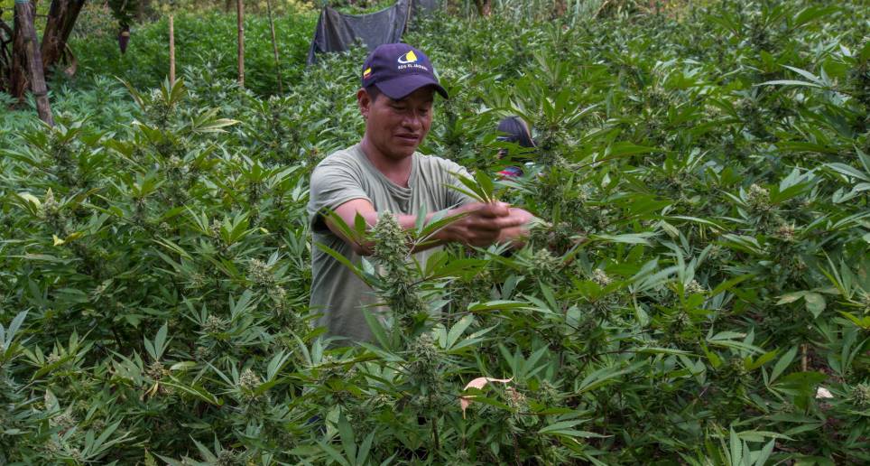 En Colombia se cultiva marihuana, coca y amapola, principalmente. FOTO: JUAN ANTONIO SÁNCHEZ.