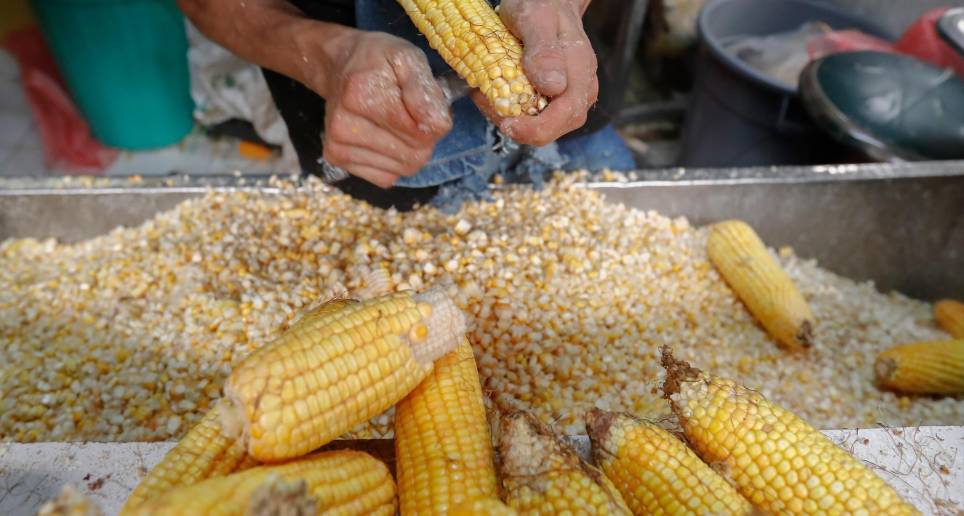 Según la FAO, en arepas, mazamorra, tortas y crispetas, cada colombiano consume 30 kilos de maíz por año, lo que representa el 9% de la energía diaria de la dieta. Foto: Donaldo Zuluaga