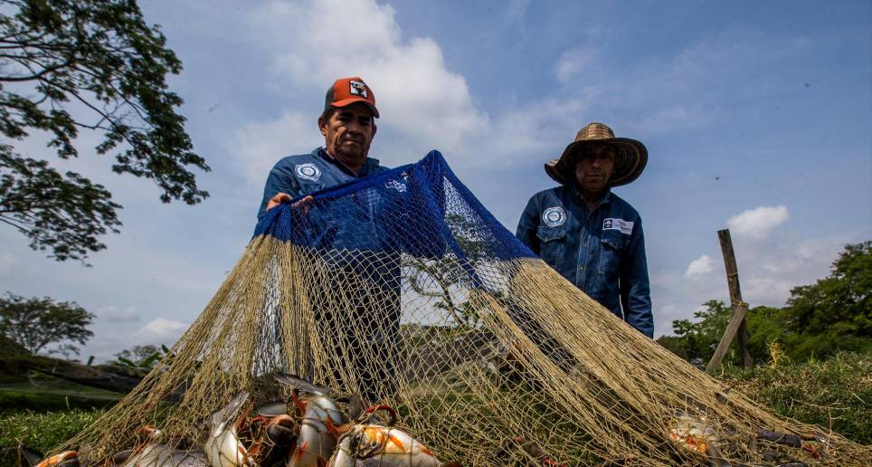 El ICA invitó a los acuicultores colombianos a notificar de manera oportuna la mortalidad inusual o la alteración de parámetros productivos a través de los canales oficiales. Foto: Julio César Herrera