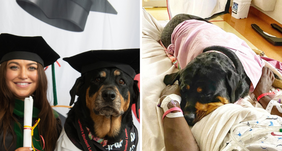 Loki ha sido inspiración para la universidad, donde decidieron abrir un curso para perritos de terapia. FOTO: University of Maryland e Instagram @dogtor.loki 