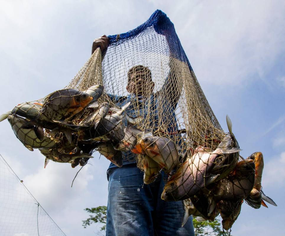 Titan Fish es una piscícola apoyada por Avancemos Bajo Cauca. Foto: Julio César Herrera 