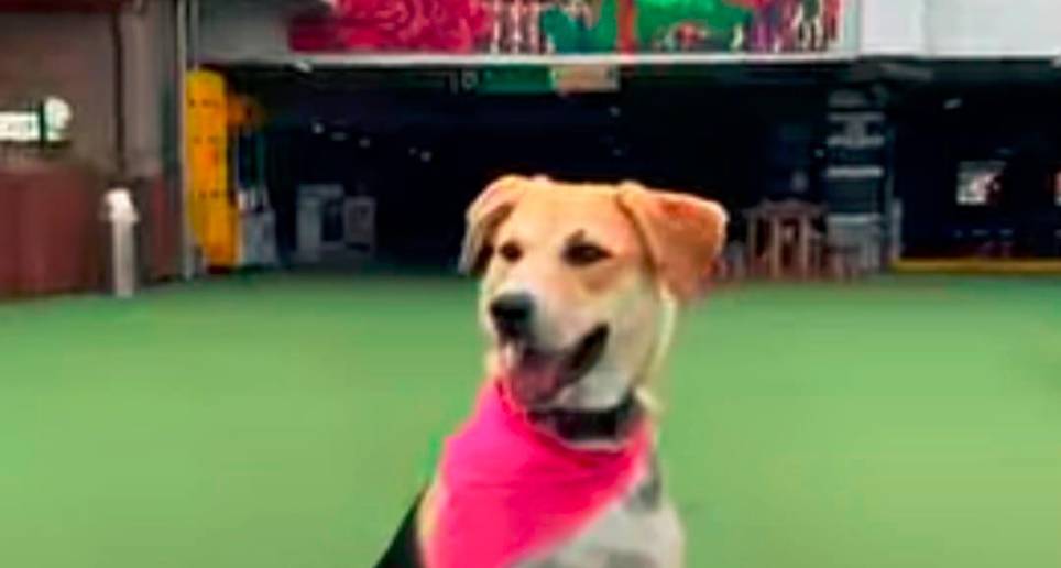 Moli les da la bienvenida a los visitantes de Los Molinos y juega con las mascotas que llegan. FOTO INTERNET