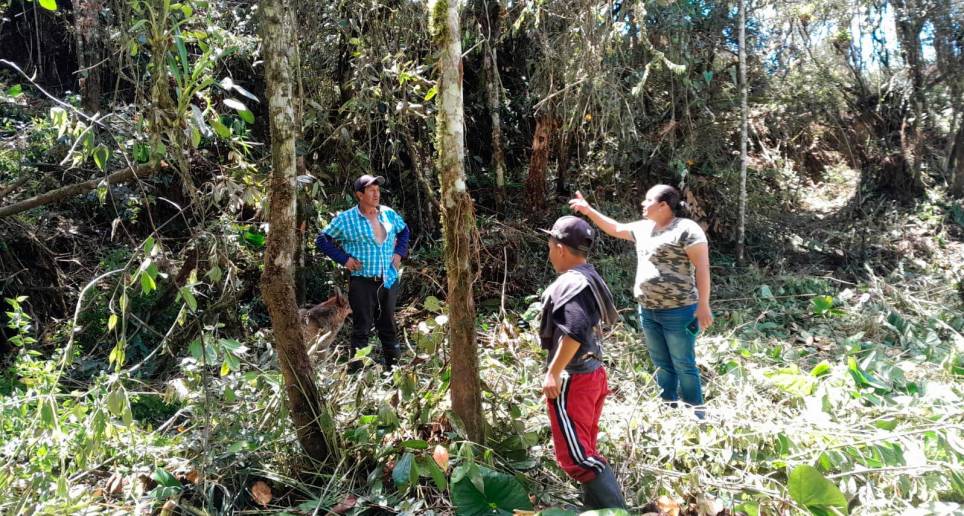 Cornare dice que hará nuevas visitas para verificar las supuestas afectaciones a una fuente hídrica. Los dueños del predio deberán reponer más de 1.000 árboles . FOTO cortesía