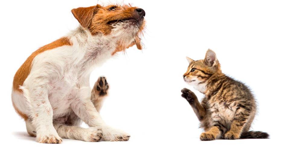Los problemas de alergias son mas comunes en perros que en gatos, pero estos últimos también pueden padecerlas. FOTO Sstock