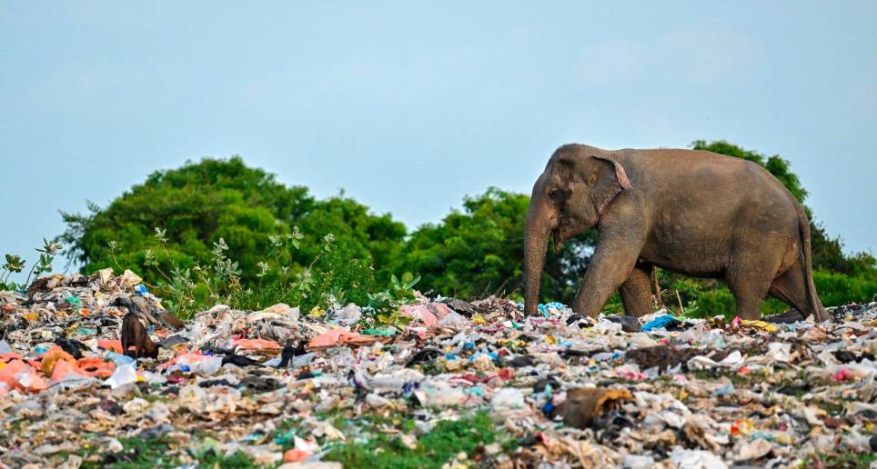 Sri Lanka produce cada año 1,5 millones de toneladas de desechos plásticos, pero solo se recicla el 3%. Foto AFP.