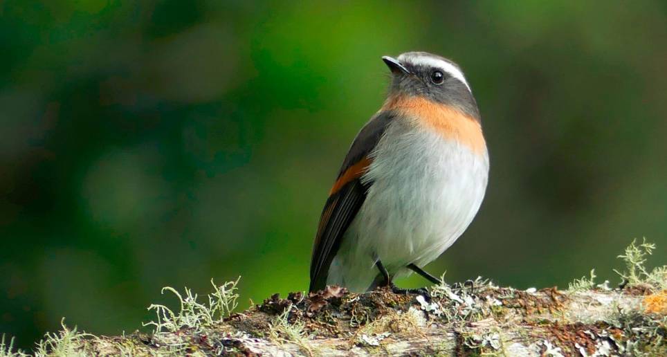 La Ochthoeca rufipectoralis, es una de las 1.966 especies que convierten a Colombia en el país con mayor diversidad de aves en el mundo. Foto: Cortesía Instituto Humboldt
