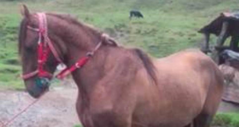 Después de hacerlo sufrir, el agresor le aplicó una inyección que le causó la muerte. FOTO: FISCALÍA.