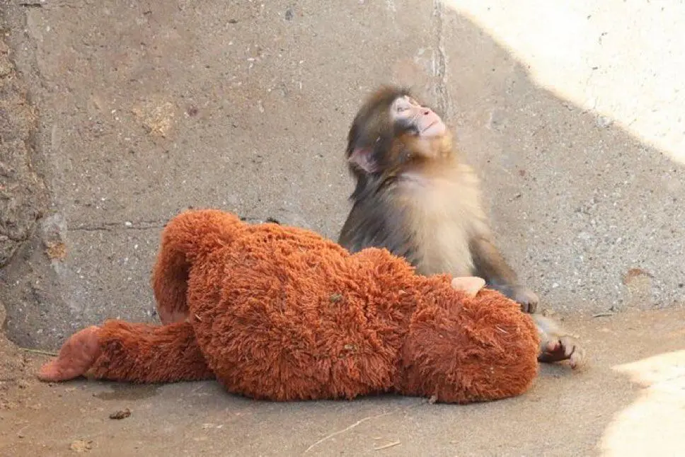 Punch, un macaco japonés rechazado por su madre al nacer en un zoológico de Ichikawa, se ha vuelto viral por no separarse de un peluche que adoptó como figura de apego mientras avanza en su proceso de integración con la manada. FOTO: @dondawastaken 