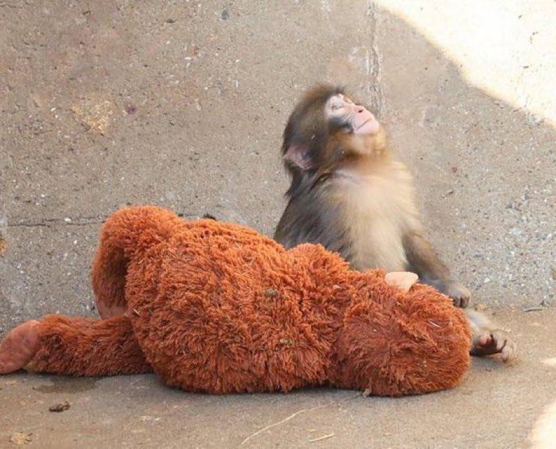 Punch, un macaco japonés rechazado por su madre al nacer en un zoológico de Ichikawa, se ha vuelto viral por no separarse de un peluche que adoptó como figura de apego mientras avanza en su proceso de integración con la manada. FOTO: @dondawastaken 