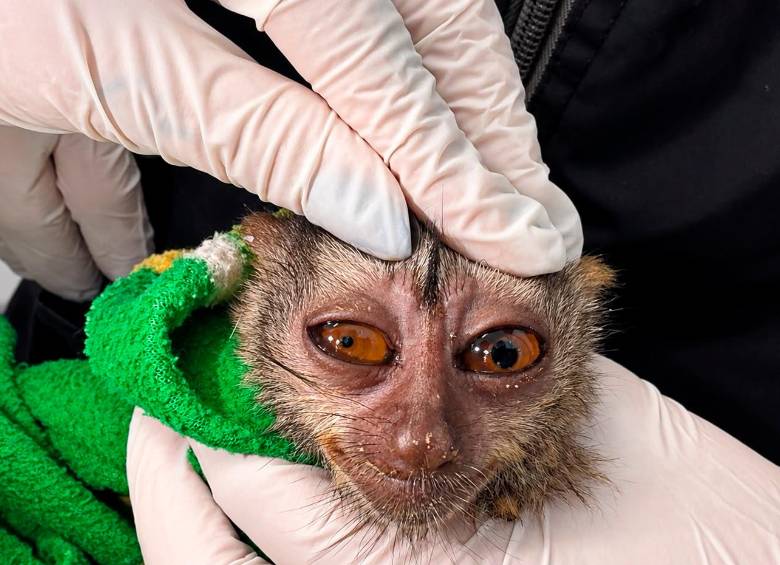 Las dos martejas rescatadas en el último mes llegaron en estado lamentable al Centro de Atención, Valoración y Rehabilitación de Fauna Silvestre (CAVR). FOTO: CORTESÍA AMVA