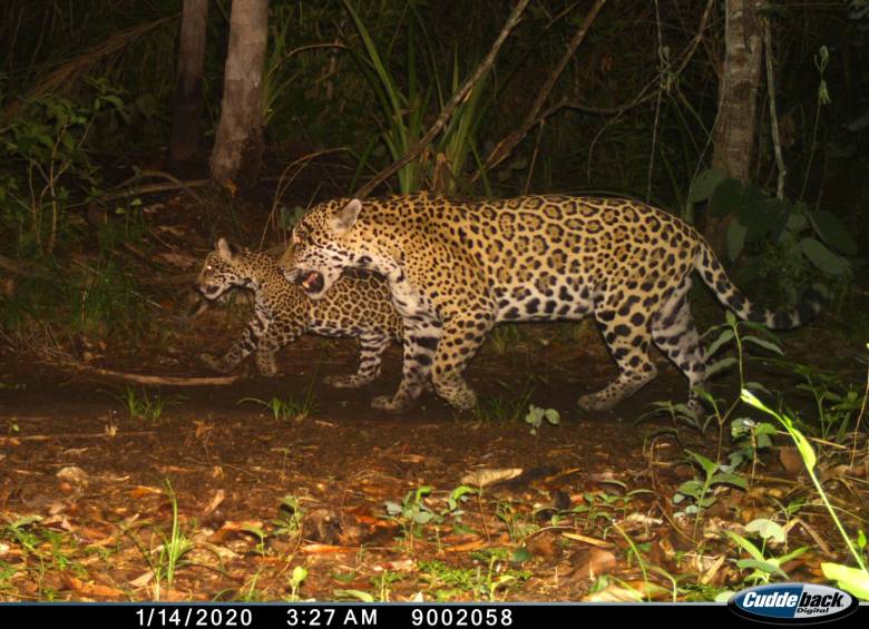 ISA cuida al jaguar desde Chile hasta Colombia
