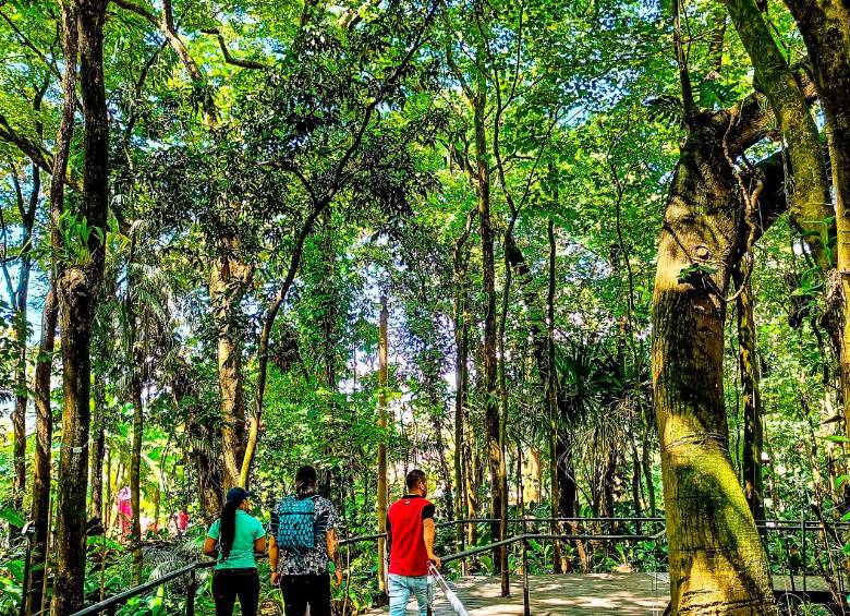 El Jardín Botánico de Medellín compite en el fondo EOCA con su proyecto para la conservación de especies amenazadas en el suroeste de Antioquia, única iniciativa en América en esta convocatoria. FOTO Esneyder Gutiérrez 