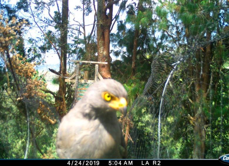 Imágenes captadas por las cámaras trampas instaladas por el Área Metropolitana en diferentes pasos para la fauna silvestre. FOTO Cortesía área metropolitana. 