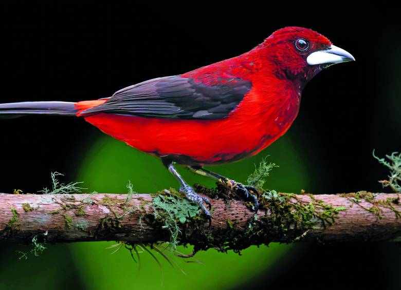 El Ramphocelus dimidiatus / Crimson-backed Tanager. Esta es una Tangara llamativa por el color rojo brillante en los machos y pico planeado. FOTO Instagram r_gaviria. 
