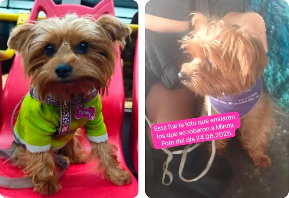Esta es la perrita de raza yorkshire llamada “Miny” que está perdida en Bogotá. FOTO CORTESÍA