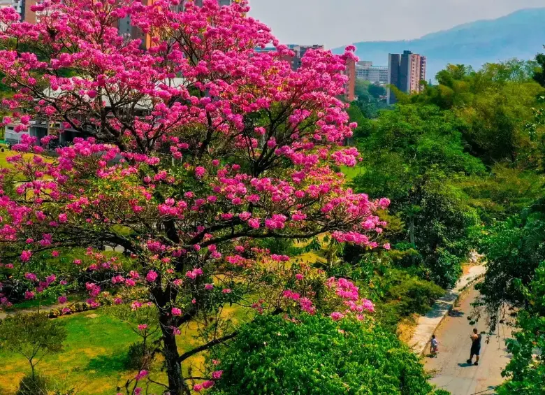 En Medellín hay 826 especies de árboles. FOTO: Camilo Suárez.